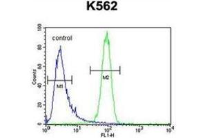 Flow cytometric analysis of K562 cells using MCHR1 / GPR24 Antibody (C-term) Cat.