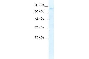 DDX23 antibody used at 1. (DDX23 Antikörper)