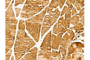 ABIN7094379 and ABIN7098426 at 1/100 staining Mouse muscle tissue by IHC-P.