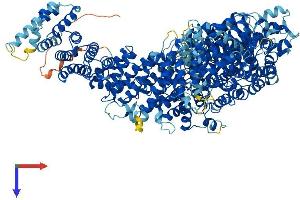 MED23 Protein (AA 1-1367) (His tag)