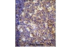 ALOX12B antibody (C-term) (ABIN654058 and ABIN2843957) immunohistochemistry analysis in formalin fixed and paraffin embedded human tonsil tissue followed by peroxidase conjugation of the secondary antibody and DAB staining. (ALOX12B Antikörper  (C-Term))