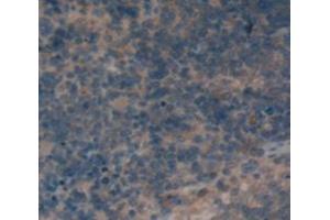 IHC-P analysis of Rat Tissue, with DAB staining. (CD72 Antikörper  (AA 126-237))