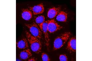 IF analysis of MPPB/PMPCB using anti-MPPB/PMPCB antibody (ABIN7600758). (PMPCB Antikörper  (AA 23-479))