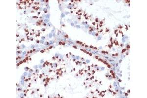 Immunohistochemistry of paraffin-embedded Mouse testis using Phospho-γH2A. (gamma H2AX Antikörper  (pSer139))