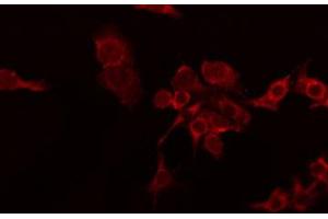 ABIN6274234 staining RAW264. (TNFSF8 Antikörper  (Internal Region))