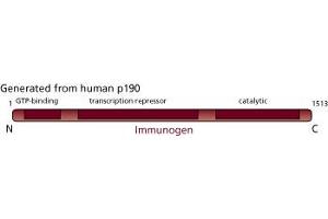 Image no. 3 for anti-Contactin Associated Protein 1 (CNTNAP1) (AA 1-1513) antibody (ABIN967781) (CNTNAP1 Antikörper  (AA 1-1513))