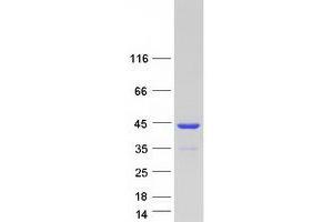 Western Blotting (WB) image for Aminoadipate-Semialdehyde Dehydrogenase-phosphopantetheinyl Transferase (AASDHPPT) protein (Myc-DYKDDDDK Tag) (ABIN2714256)