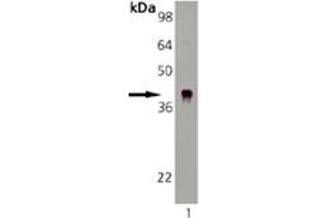Western blot analysis: Lane 1: DnaJ Recombinant E. (DNAJB6 Antikörper)