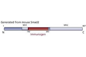 Image no. 1 for anti-Smad2/3 Transcription Factor (SMAD2/3) (AA 142-263) antibody (ABIN968209) (Smad2/3 Antikörper  (AA 142-263))