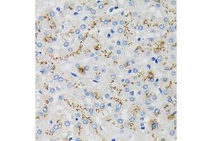 Immunohistochemistry of paraffin-embedded Human liver using SDF4 Rabbit pAb (ABIN7270606) at dilution of 1:100 (40x lens). (SDF4 Antikörper  (AA 37-200))