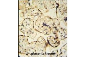 CLIC6 antibody (Center) (ABIN654431 and ABIN2844167) immunohistochemistry analysis in formalin fixed and paraffin embedded human placenta tissue tissue followed by peroxidase conjugation of the secondary antibody and DAB staining.