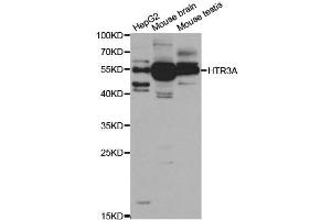 Western Blotting (WB) image for anti-Serotonin Receptor 3A (HTR3A) antibody (ABIN1876848) (Serotonin Receptor 3A Antikörper)