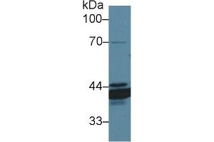 Western Blot; Sample: Canine Stomach lysate; Primary Ab: 1µg/ml Rabbit Anti-Canine ANXA4 Antibody Second Ab: 0. (Annexin IV Antikörper  (AA 150-313))