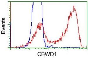 Flow Cytometry (FACS) image for anti-COBW Domain Containing 1 (CBWD1) antibody (ABIN1497115) (CBWD1 Antikörper)