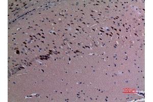 Immunohistochemistry (IHC) analysis of paraffin-embedded Mouse Brain, antibody was diluted at 1:100. (SND1 Antikörper  (Internal Region))