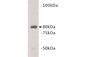 Western Blotting (WB) image for anti-Vang-Like 1 (Vangl1) antibody (ABIN1855000) (Vangl1 Antikörper)