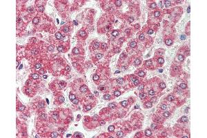 Anti-CXADR antibody IHC of human liver. (Coxsackie Adenovirus Receptor Antikörper  (Internal Region))
