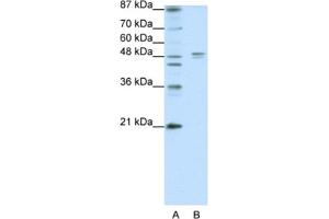 Western Blotting (WB) image for anti-Serotonin Receptor 1A (HTR1A) antibody (ABIN2463749) (Serotonin Receptor 1A Antikörper)