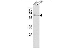Western blot analysis of FPGS Antibody (Center) (ABIN390963 and ABIN2841146) in K562,  cell line lysates (35 μg/lane). (FPGS Antikörper  (AA 304-330))