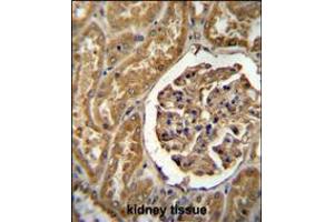 MOGT1 Antibody immunohistochemistry analysis in formalin fixed and paraffin embedded human kidney tissue followed by peroxidase conjugation of the secondary antibody and DAB staining.