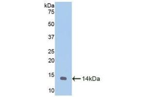 Detection of Recombinant MTNR1A, Caprine using Polyclonal Antibody to Melatonin Receptor 1A (MTNR1A) (Melatonin Receptor 1A Antikörper  (AA 312-366))