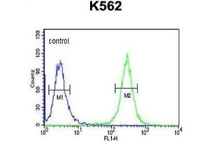 ACSM1 Antibody (N-term) flow cytometric analysis of K562 cells (right histogram) compared to a negative control cell (left histogram). (ACSM1 Antikörper  (N-Term))
