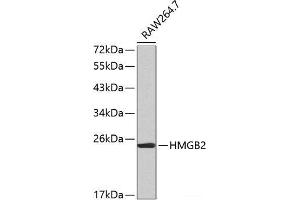 Western blot analysis of extracts of RAW264. (HMGB2 Antikörper)
