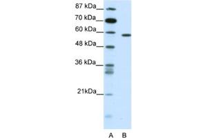 Western Blotting (WB) image for anti-Nuclear Receptor Subfamily 1, Group D, Member 2 (NR1D2) antibody (ABIN2461741) (NR1D2 Antikörper)