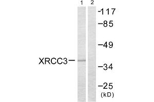 Western blot analysis of extracts from HepG2 cells, treated with Adriamycin (0. (XRCC3 Antikörper  (Internal Region))
