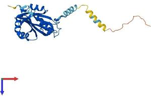 NAT15 Protein (AA 1-242) (His tag)