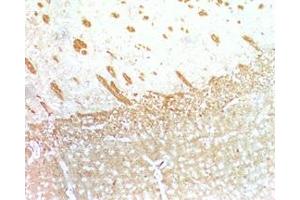 Mouse brain tissue was stained by Anti-Relaxin-3 /INSL-7 B- Chain. (Relaxin 3 Antikörper  (Chain B))
