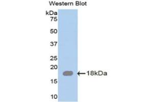 Western Blotting (WB) image for anti-serglycin (SRGN) (AA 28-152) antibody (ABIN1078524) (SRGN Antikörper  (AA 28-152))