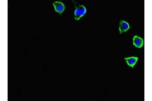 Immunofluorescence staining of HepG2 cells with ABIN7146103 at 1:400, counter-stained with DAPI. (CXCR3 Antikörper  (AA 4-50))