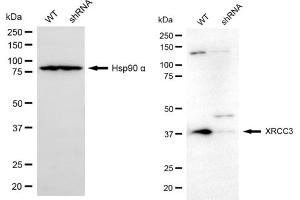 Western blotting analysis using XRCC3 antibody (ABIN7800876).