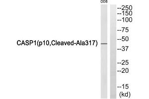 Western blot analysis of extracts from COS7 cells, using Caspase 1 (p10, Cleaved-Ala317) antibody. (Caspase 1 Antikörper  (Cleaved-Ala317))