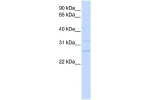 TMEM126B antibody used at 1 ug/ml to detect target protein. (TMEM126B Antikörper  (N-Term))