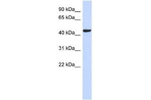 WB Suggested Anti-SGMS2 Antibody Titration: 0. (Sphingomyelin Synthase 2 Antikörper  (N-Term))