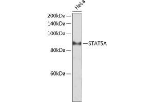 Western blot analysis of extracts of HeLa cells, using STA antibody (ABIN6128540, ABIN6148576, ABIN6148578 and ABIN6223670) at 1:2000 dilution. (STAT5A Antikörper  (AA 635-794))