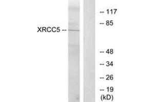 Western blot analysis of extracts from Jurkat cells, using XRCC5 Antibody. (X-Ray Repair Cross Complementing 5 (AA 441-490) Antikörper)