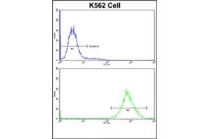Flow Cytometric analysis of K562 cells using P4HB Antibody (C-term)(bottom histogram) compared to a Negative Control cell (top histogram). (P4HB Antikörper  (C-Term))