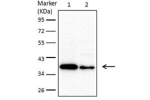 WB Image Sample (30 ug of whole cell lysate) A: 293T B: A431 , C: H1299 D: Hela E: Hep G2 , F: Molt-4 , G: Raji 10% SDS PAGE antibody diluted at 1:1000 (MTHFD2 Antikörper)
