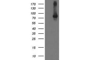 Image no. 2 for anti-Signal Transducer and Activator of Transcription 4 (STAT4) antibody (ABIN1501180) (STAT4 Antikörper)