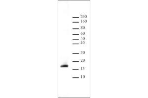 Histone H3 dimethyl Lys9 antibody tested by Western blot.