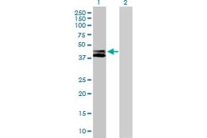 Western Blot analysis of RTN4IP1 expression in transfected 293T cell line by RTN4IP1 MaxPab polyclonal antibody. (RTN4IP1 Antikörper  (AA 1-396))