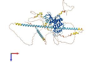 CDK11 Protein (AA 1-784) (His tag)
