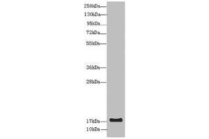 Western blot All lanes: LMO2 antibody at 8 μg/mL + Mouse spleen tissue Secondary Goat polyclonal to rabbit IgG at 1/10000 dilution Predicted band size: 19, 26, 6 kDa Observed band size: 19 kDa