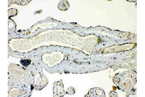 Immunohistochemistry (IHC) image for anti-Gap Junction Protein, gamma 1, 45kDa (GJC1) (AA 91-131), (N-Term) antibody (ABIN5518838)