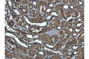 IHC-P Image MRPS5 antibody detects MRPS5 protein at cytoplasm on mouse kidney by immunohistochemical analysis. (MRPS5 Antikörper)