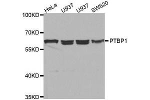 Western blot analysis of extracts of various cell lines, using PTBP1 antibody. (PTBP1 Antikörper  (AA 1-290))
