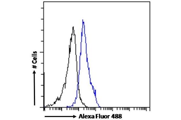 CECR2 Antikörper  (C-Term)